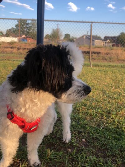 Silliman Dog Park - Fort Stockton, TX