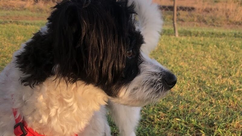 Silliman Dog Park - Fort Stockton, TX