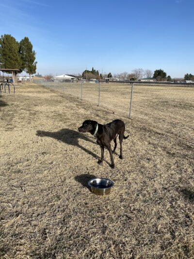 Silliman Dog Park - Fort Stockton, TX