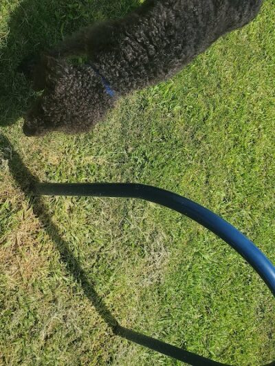 Silliman Dog Park - Fort Stockton, TX