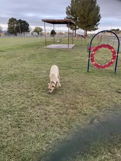 Silliman Dog Park - Fort Stockton, TX