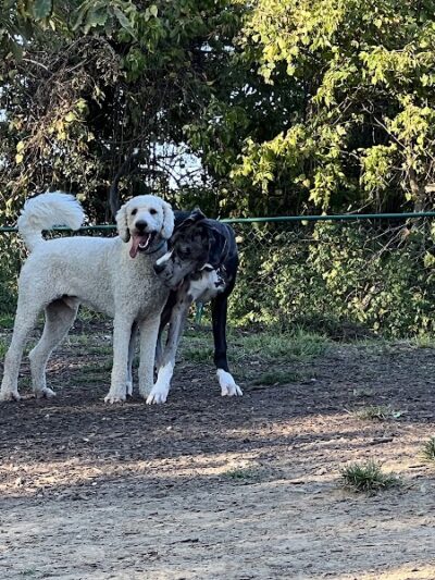 Fort Thomas Dog Park - Fort Thomas, KY