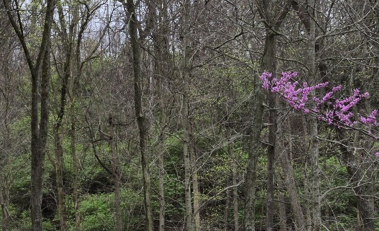 Fort Thomas Dog Park - Fort Thomas, KY