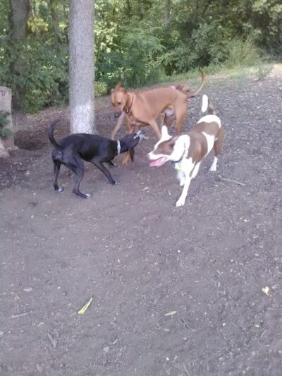 Fort Thomas Dog Park - Fort Thomas, KY