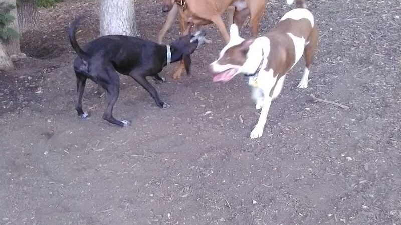 Fort Thomas Dog Park - Fort Thomas, KY