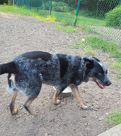 Fort Thomas Dog Park - Fort Thomas, KY