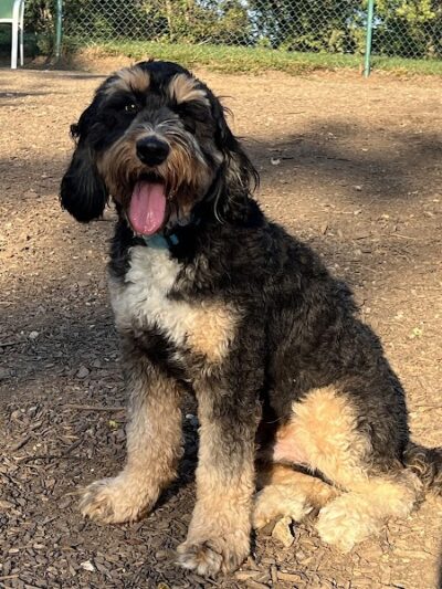 Fort Thomas Dog Park - Fort Thomas, KY