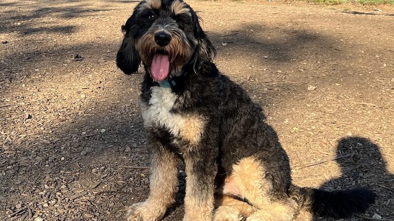 Fort Thomas Dog Park - Fort Thomas, KY