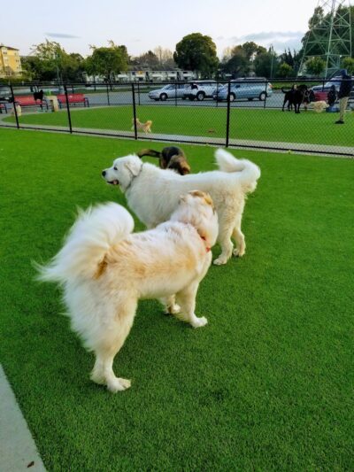 Foster City Dog Park - Foster City, CA