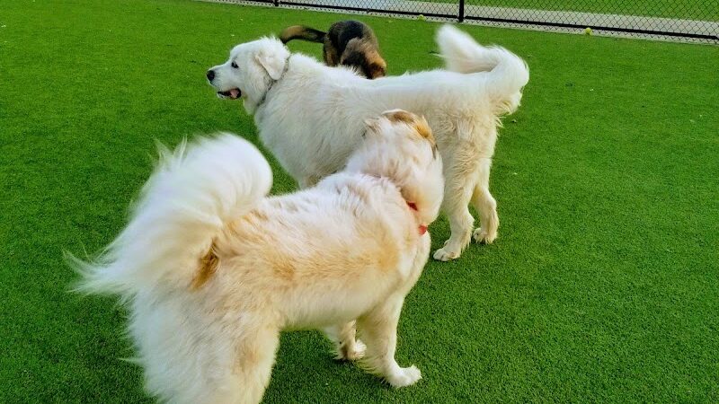 Foster City Dog Park - Foster City, CA