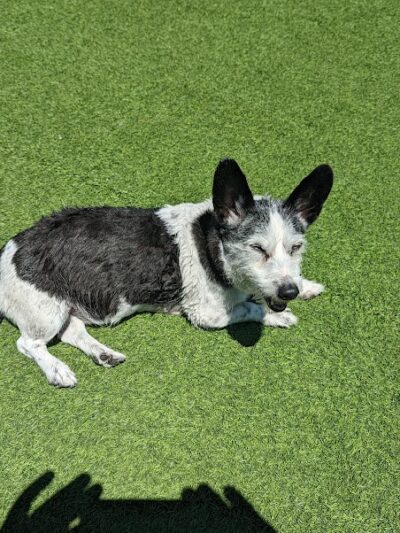 Foster City Dog Park - Foster City, CA