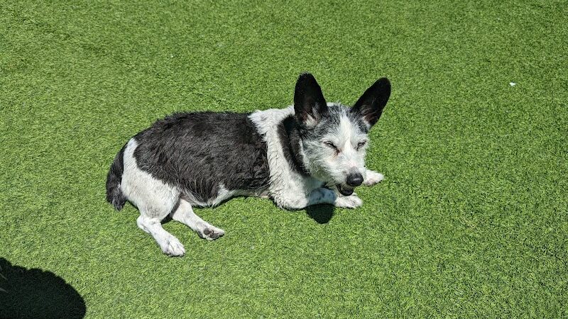 Foster City Dog Park - Foster City, CA