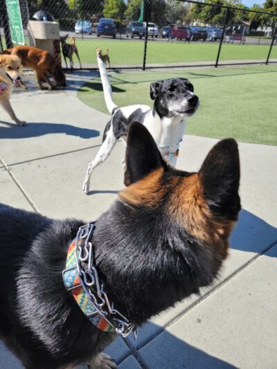 Foster City Dog Park - Foster City, CA