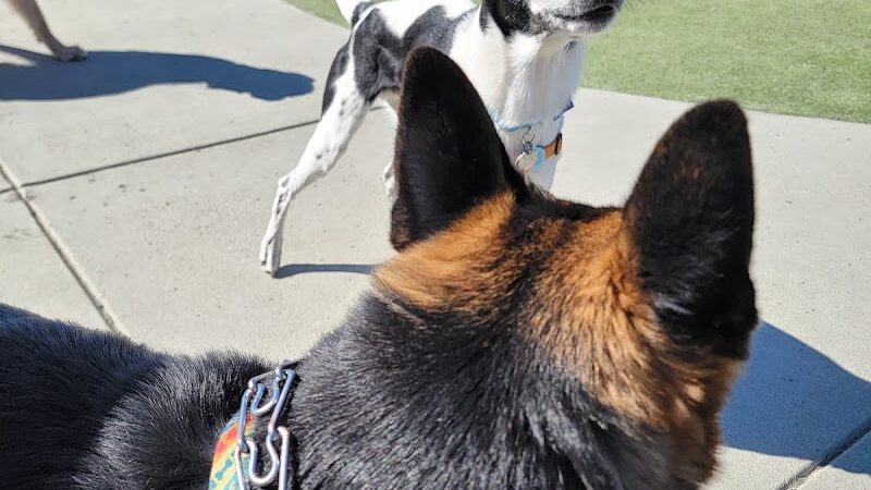 Foster City Dog Park - Foster City, CA