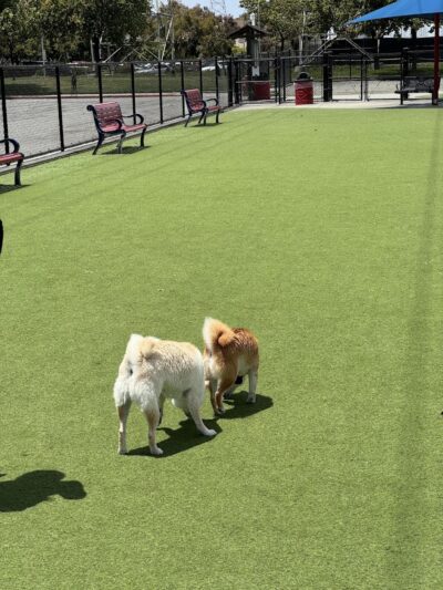 Foster City Dog Park - Foster City, CA