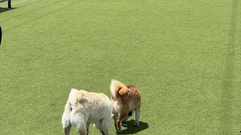 Foster City Dog Park - Foster City, CA