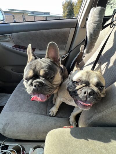 Foster City Dog Park - Foster City, CA