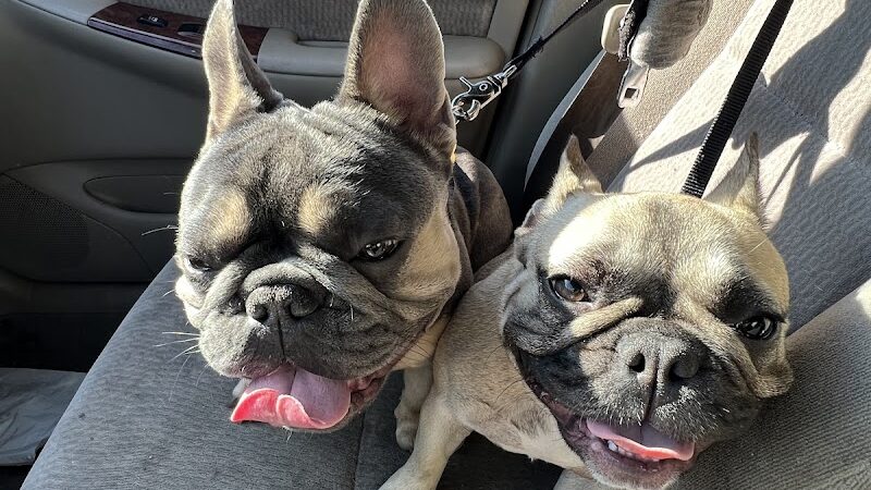 Foster City Dog Park - Foster City, CA