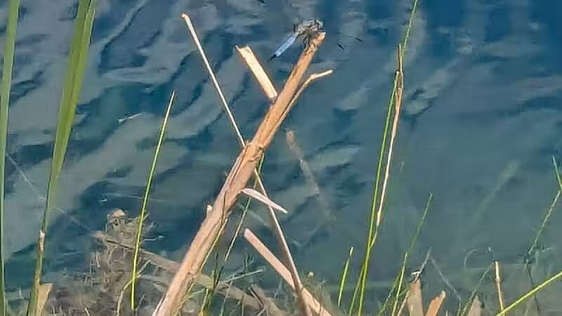 Foundation Park - Fostoria, OH