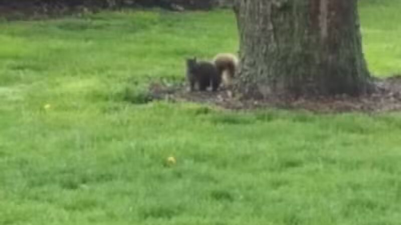 Foundation Park - Fostoria, OH