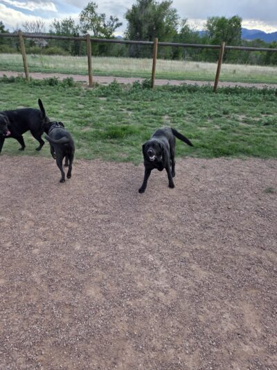 Fountain creek dog park - Fountain, CO
