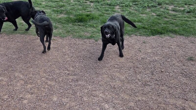 Fountain creek dog park - Fountain, CO