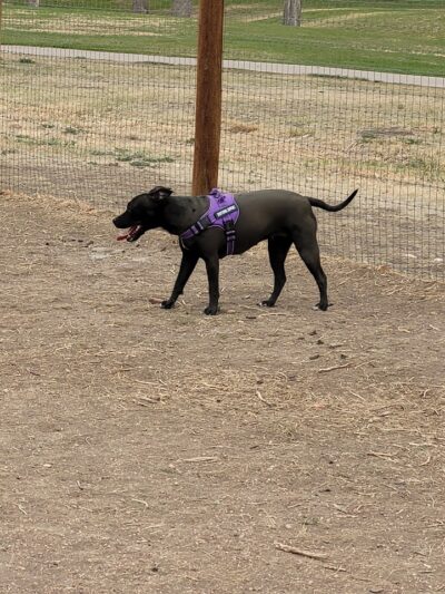 Fountain creek dog park - Fountain, CO