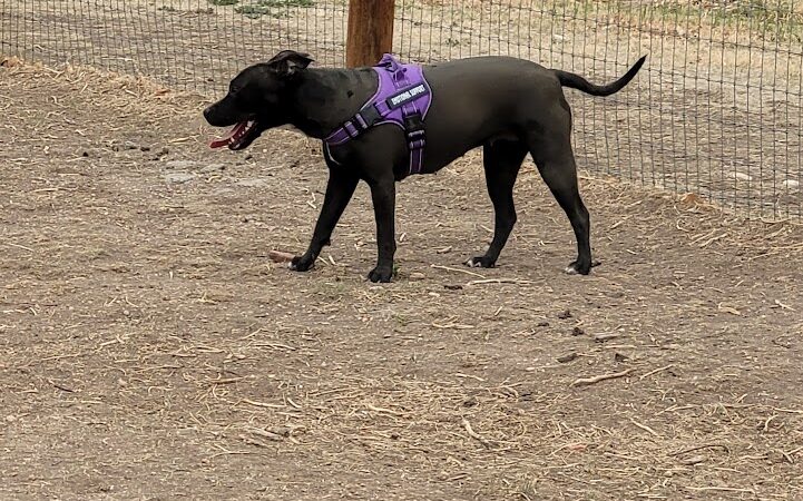 Fountain creek dog park - Fountain, CO