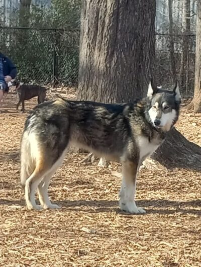 Metcalfe Hondo Memorial Doggie Park - Fountain, CO