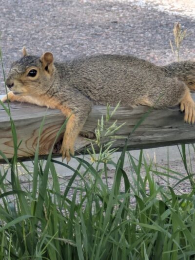 Metcalfe Hondo Memorial Doggie Park - Fountain, CO