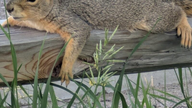 Metcalfe Hondo Memorial Doggie Park - Fountain, CO