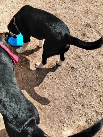 Metcalfe Hondo Memorial Doggie Park - Fountain, CO