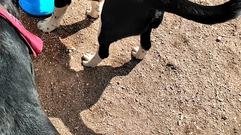 Metcalfe Hondo Memorial Doggie Park - Fountain, CO