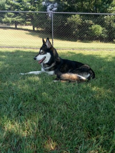 Metcalfe Hondo Memorial Doggie Park - Fountain, CO