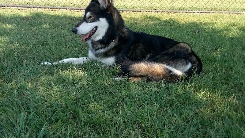 Metcalfe Hondo Memorial Doggie Park - Fountain, CO