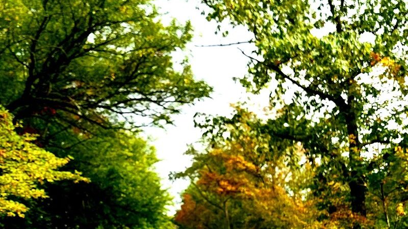 Francisco - Francisco, IN