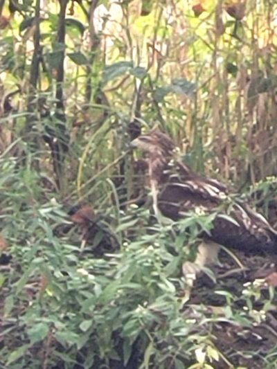 Francisco - Francisco, IN