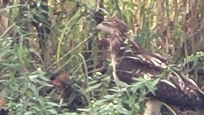 Francisco - Francisco, IN