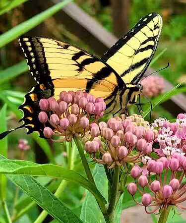 Francisco - Francisco, IN