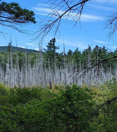 Donnell Pond Public Reserved Land - Franklin, ME