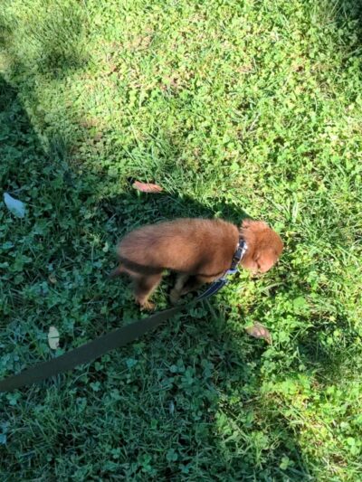 Veterans Park - Freehold, NJ