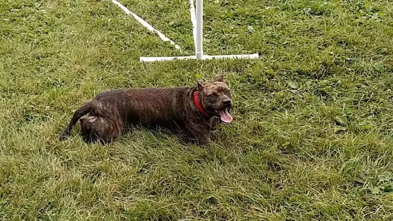Whole Dog Camp at Bliss Woods Farm - Freeport, ME
