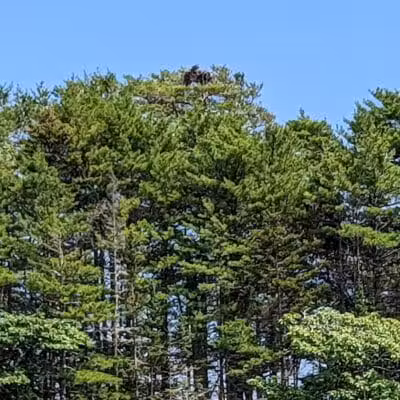 Wolfe's Neck Woods State Park - Freeport, ME