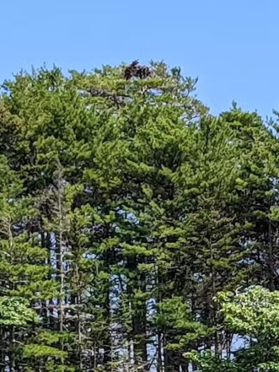 Wolfe's Neck Woods State Park - Freeport, ME