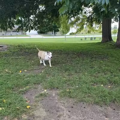 Fremont Dog Park - Fremont, MI