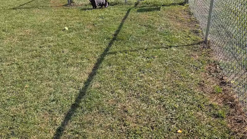 Fremont Dog Park - Fremont, MI