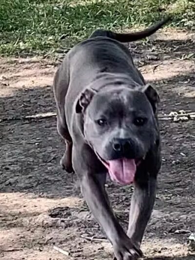 Fremont City Dog Park - Fremont, OH