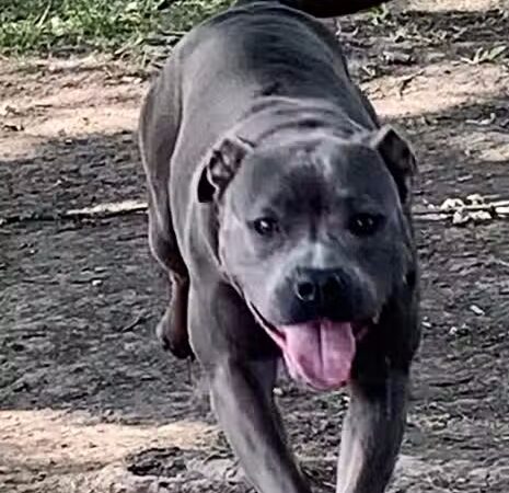 Fremont City Dog Park - Fremont, OH