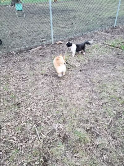 Fremont City Dog Park - Fremont, OH