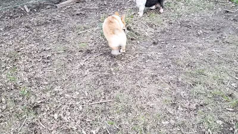 Fremont City Dog Park - Fremont, OH